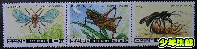 朝鲜93昆虫连（3）.jpg