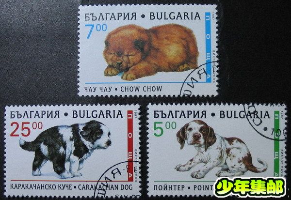 保加利亚宠物狗（3）.jpg
